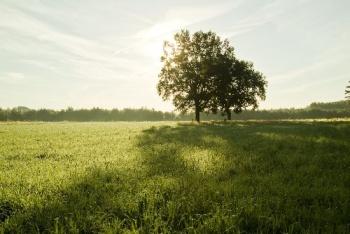 Słońce przeświecające przez korony drzew