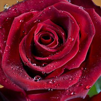 Róża zroszona wodą