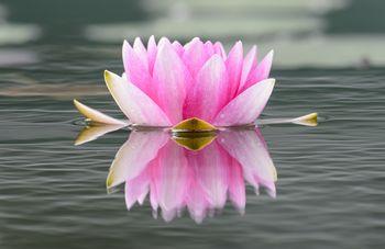 Różowa lilia wodna
