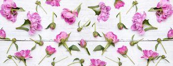 Różowe kwiaty piwonii