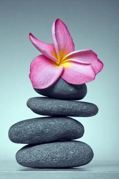 Różowy kwiat na ułożonych kamieniach
