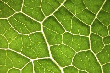 Tekstura liścia