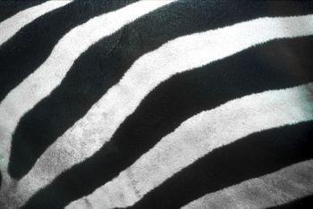 Czarno-biały wzór zebry