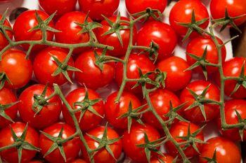 Pomidory na gałązkach