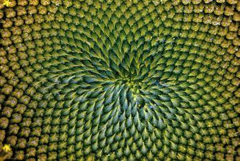 Wzór z nasion słonecznika