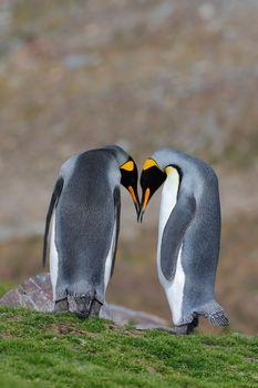 Dwa królewskie pingwiny na zielonej trawie
