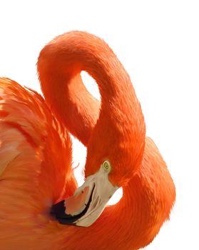 Portret czerwonego flaminga
