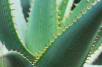 Aloes