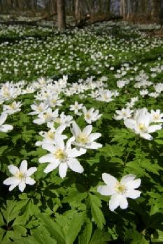 BEW1C33B1FD_EDITORIAL_HiRes