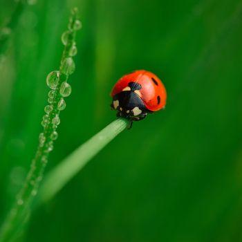 Biedronka na listku trawy