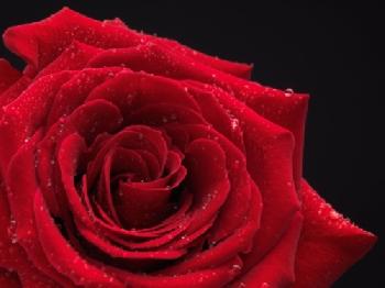 C553M4_EDITORIAL_HiRes