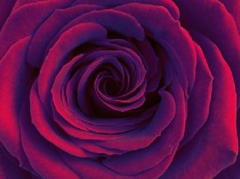 C5545M_EDITORIAL_HiRes