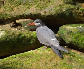 CFANH8_EDITORIAL_HiRes-1