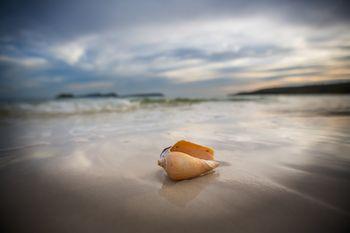 Muszla wyrzucona na plaży