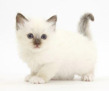Mały biały kot 