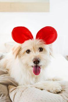 Pies z czerwonymi uszami