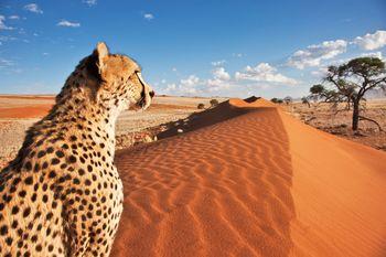 Gepard na pustyni