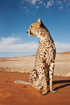 Gepard siedzący na skale