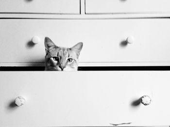 Kot siedzący w szufladzie