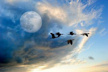 Lecące ptaki i księżyc