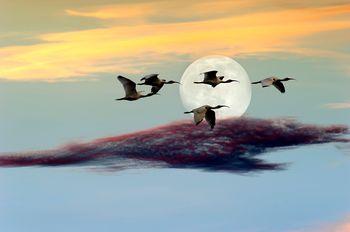 Lecące ptaki na tle księżyca