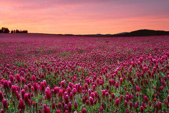 Pole tulipanów o zachodzie słońca
