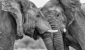 Potyczka młodych słoni