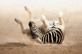 Zebra w piasku