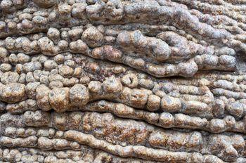 Drzewo o ciekawej teksturze