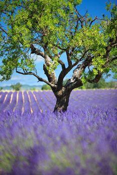 Drzewo rosnące na polu lawendy