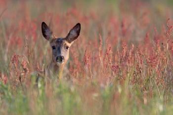 EBK08N_EDITORIAL_HiRes