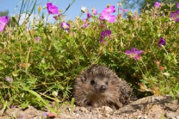 F72DC2_EDITORIAL_HiRes