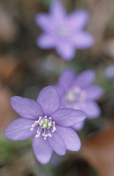 Fioletowa przylaszczka na rozmytym tle