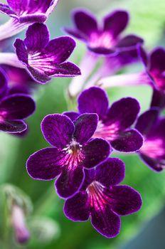 Fioletowy pierwiosnek