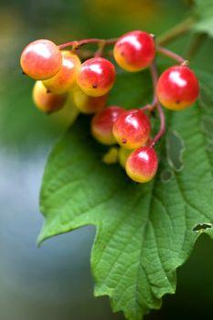 Gałązka młodych owoców