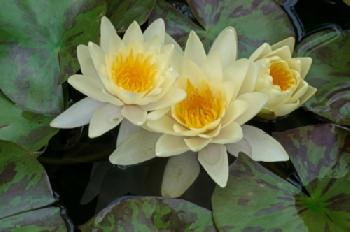 GRP49C_EDITORIAL_HiRes