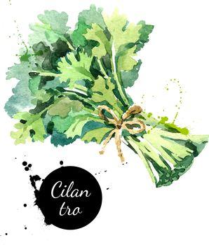 Ilustracja z kolendrą