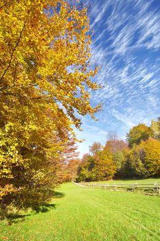 Jesienne drzewo w Pieninach