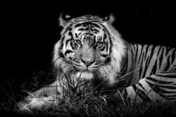 JTCWPD_EDITORIAL_HiRes