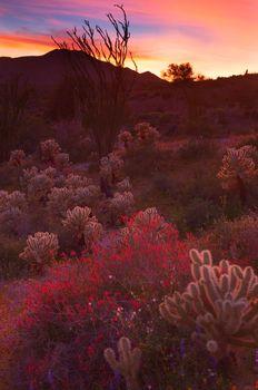 Kolorowa pustynna roślinność