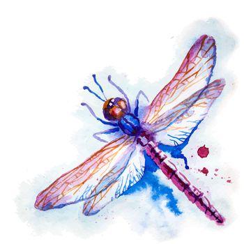 Kolorowa ważka na białym tle