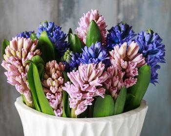 Kolorowe hiacynty w wazie