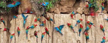 Kolorowe papugi