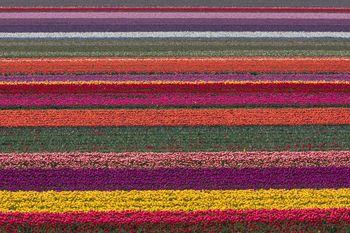 Kolorowe pola tulipanów