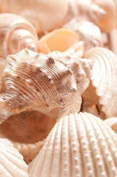 Kompozycja z muszli