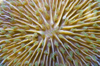 Koralowiec z bliska