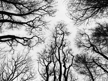 Korony drzew w parku