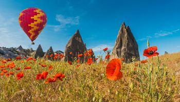 Balon nad polem czerwonych maków. Cappadocia, Turcja.