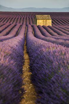 Fioletowe pola lawendy. Francja