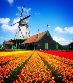 Holenderski wiatrak nad polem tulipanów